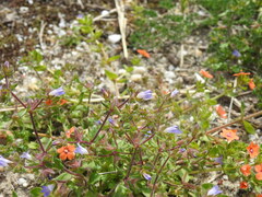 Campanula erinus, photograph (c) Duarte Frade, some rights reserved (CC BY)