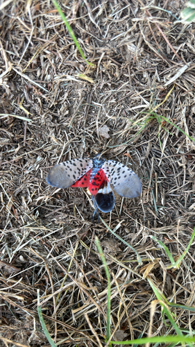 Spotted Lanternfly