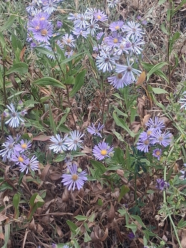 Symphyotrichum foliaceum, photograph 6