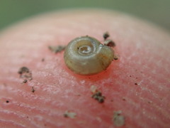 Helicodiscus parallelus