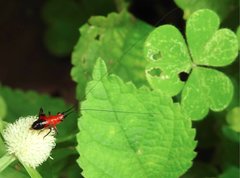 Conocephalus melaenus