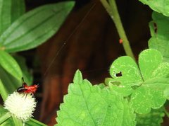 Conocephalus melaenus