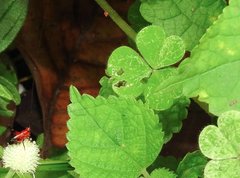 Conocephalus melaenus