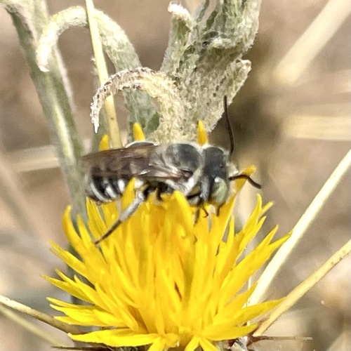 iNaturalist observation photo of Leafcutter, Mortar, and Resin Bees