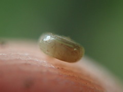 Helicodiscus parallelus