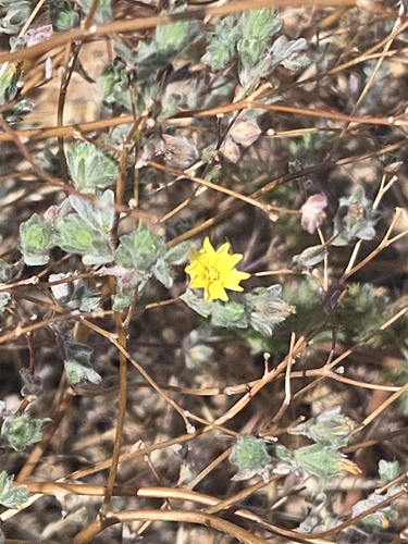 common hareleaf