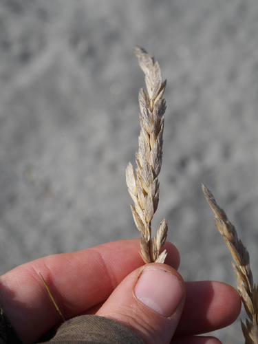 Poa macrantha observed 2026-08-27