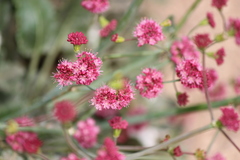 Eriogonum grande rubescens