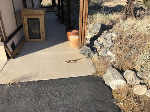 iNaturalist observation photo of Southwestern Speckled Rattlesnake