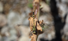 Neogomphus molestus