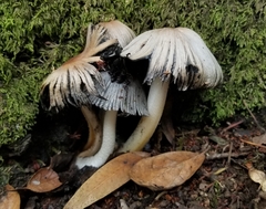 Coprinopsis insignis