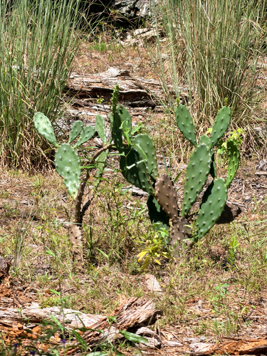 Opuntia austrina, photograph 2