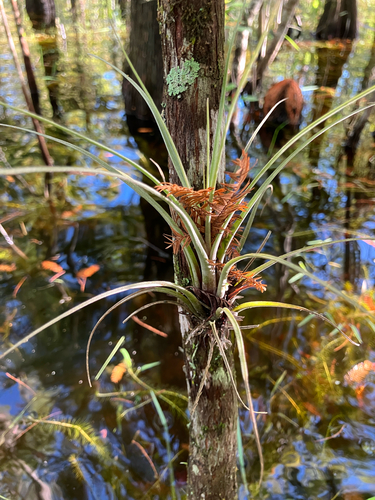 Tillandsia simulata, photograph 6