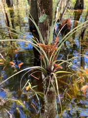 Tillandsia simulata, photograph author not stated, no rights reserved
