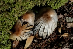 Coprinopsis insignis