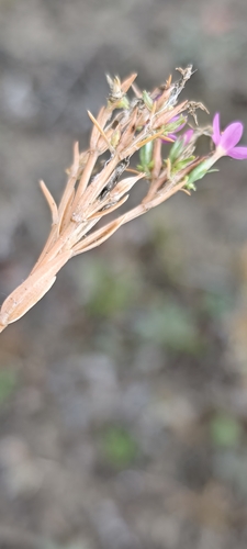 Centaurium littorale, photograph 2