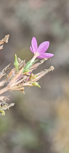 Centaurium littorale, photograph 1