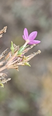 Centaurium littorale