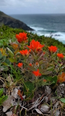 Castilleja litoralis