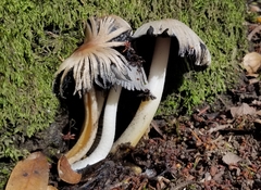 Coprinopsis insignis