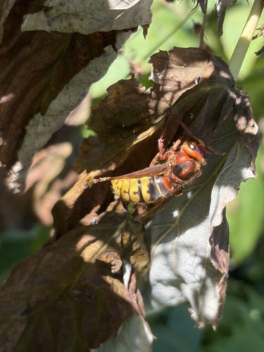 European Hornet