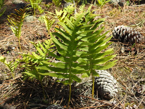 Polypodium cambricum, photograph 3