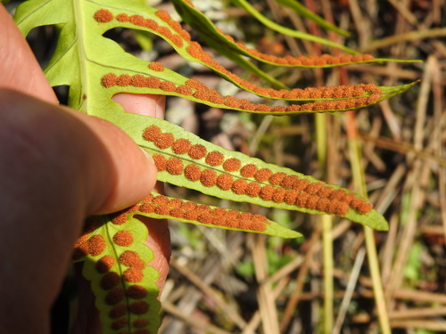 Polypodium cambricum, photograph 4