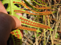 (c) Duarte Frade, some rights reserved (CC BY) Polypodium cambricum, photograph (c) Duarte Frade, some rights reserved (CC BY)