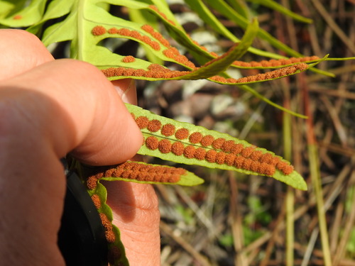 Polypodium cambricum, photograph 5