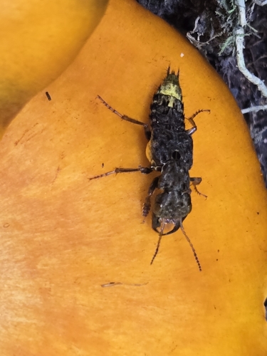 gold-and-brown rove beetle