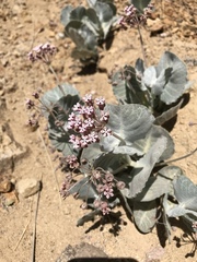 Asclepias nummularia