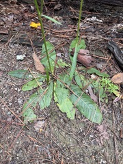 (c) Brandon Corder, some rights reserved (CC BY) Vernonia acaulis, photograph (c) Brandon Corder, some rights reserved (CC BY)