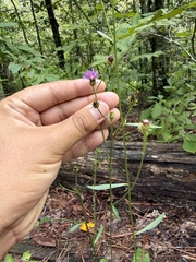 (c) Brandon Corder, some rights reserved (CC BY) Vernonia acaulis, photograph (c) Brandon Corder, some rights reserved (CC BY)