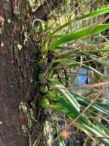 Encyclia tampensis, photograph 2