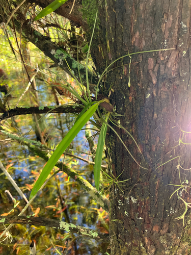 Encyclia tampensis, photograph 4