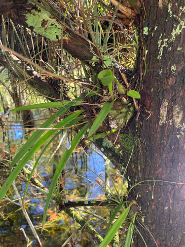 Encyclia tampensis, photograph 3