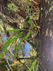 Encyclia tampensis, photograph author not stated, no rights reserved