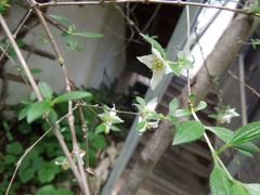 Philadelphus texensis