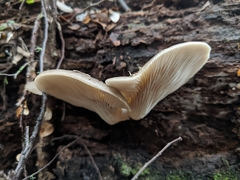 Pleurotus purpureo-olivaceus