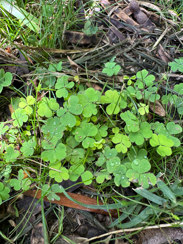 Oxalis corniculata observed 2026-08-29