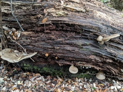 Pleurotus purpureo-olivaceus