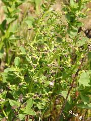 Scrophularia frutescens