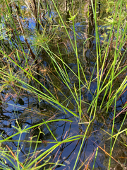 Cyperus prolifer, photograph author not stated, no rights reserved