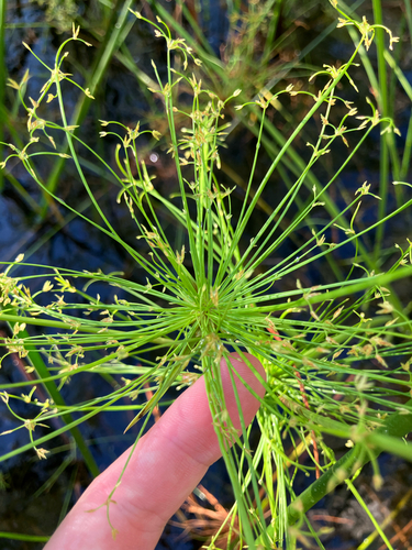 Cyperus prolifer