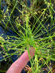 Cyperus prolifer