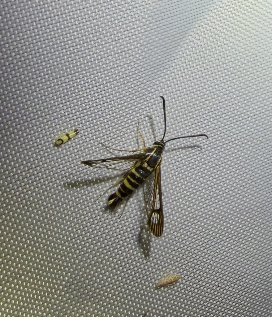 Synanthedon nielseni