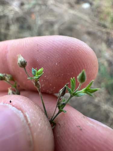 Arenaria serpyllifolia, photograph 1