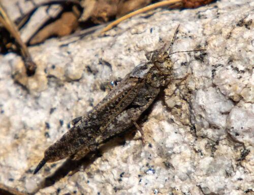 iNaturalist observation photo of Crackling Forest Grasshopper