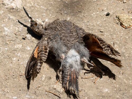 iNaturalist observation photo of Northern Flicker
