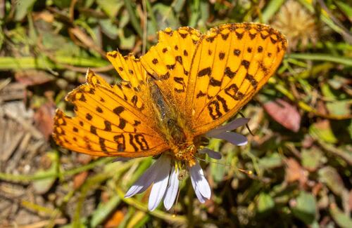 iNaturalist observation photo of Great Basin Fritillary
